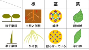 双子葉類と単子葉類の根・葉・茎の違いをまとめた表