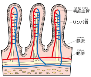 柔毛と毛細血管とリンパ管のイラスト