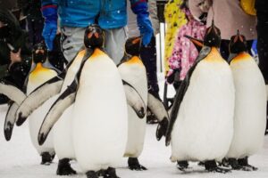 歩いているペンギンたちの写真